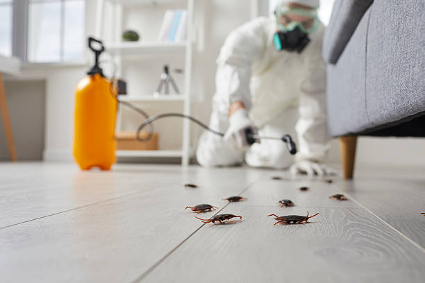 Affordable Termite Control solutions in Linden, AZ